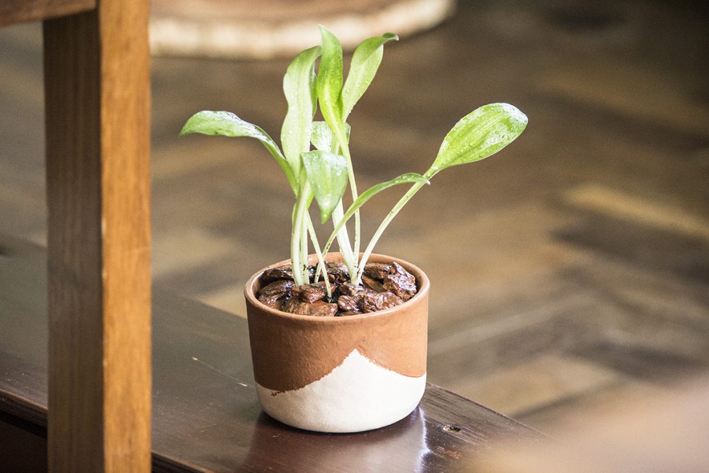 Flor Agapanto Plantada em Vaso