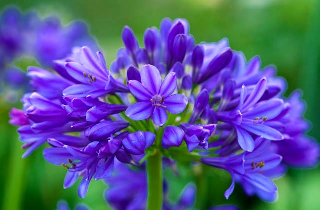 Como Plantar a Flor Agapanto, Tirar Mudas e Podar