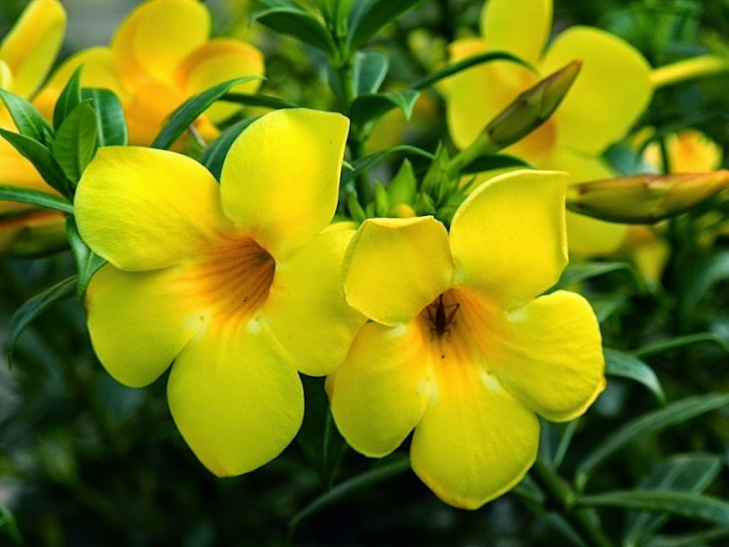 Alamanda Curiosidades e Fatos Interessantes Sobre a Flor