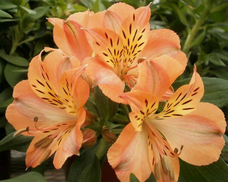 Qual é o Significado da Flor Alstroemeria? | Mundo Ecologia