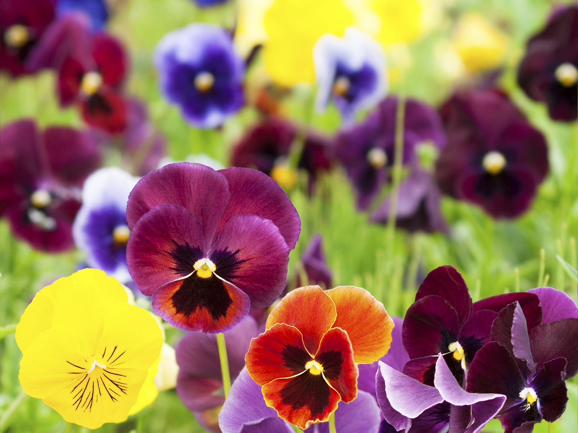 Flor Amor Perfeito de Inverno: Características, Cultivo e Fotos