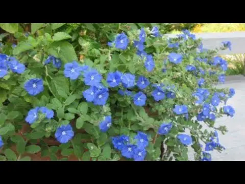 Flor Azulzinha Curiosidades e Fatos Interessantes Sobre a Planta | Mundo  Ecologia