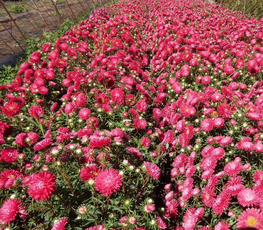 Flor Áster Shrubby