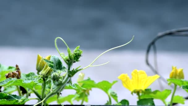 Flor Balançando com o Vento