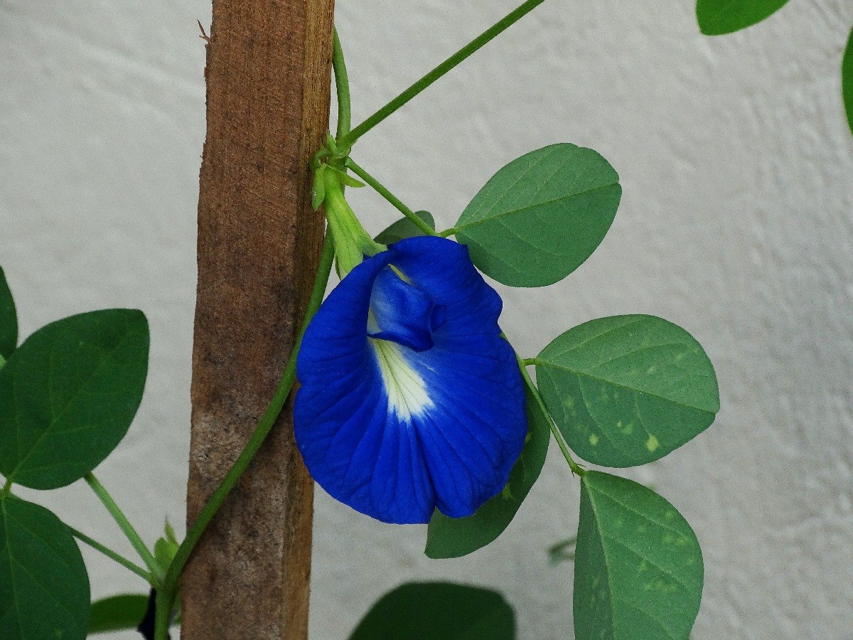 Como Plantar Borboleta-Azul: Germinar e Fazer Mudas da Flor | Mundo Ecologia