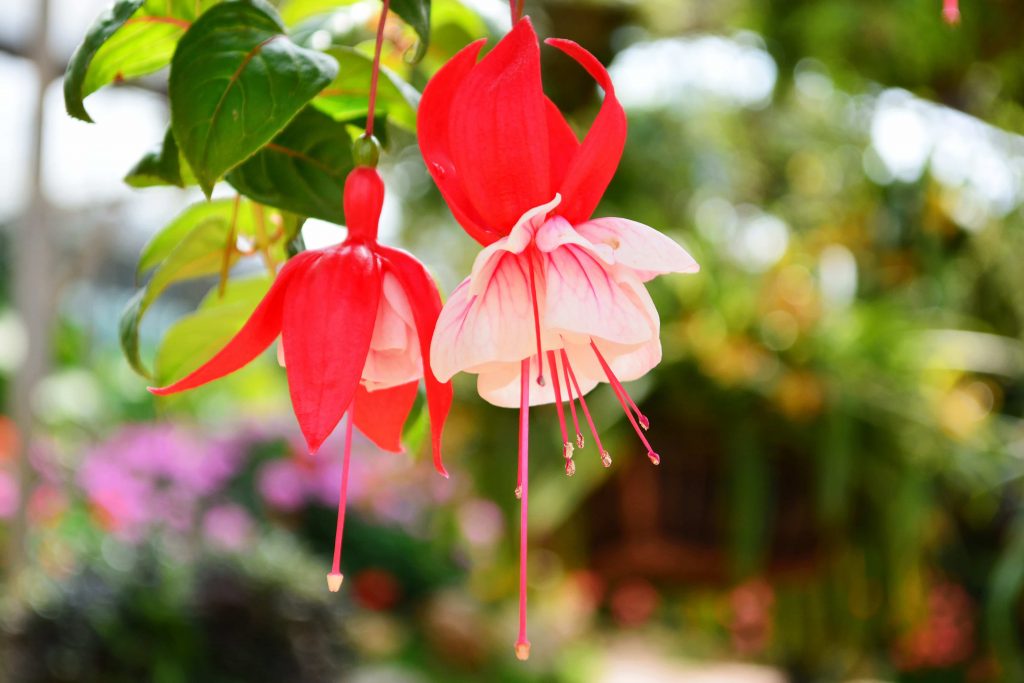 Tudo Sobre A Flor Brinco-De-Princesa: Características E Fotos