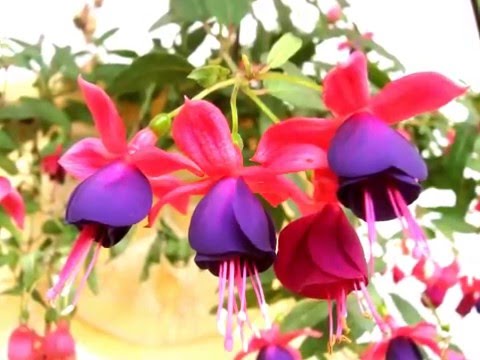 Brinco-de-Princesa Curiosidades e Fatos Interessantes da Flor