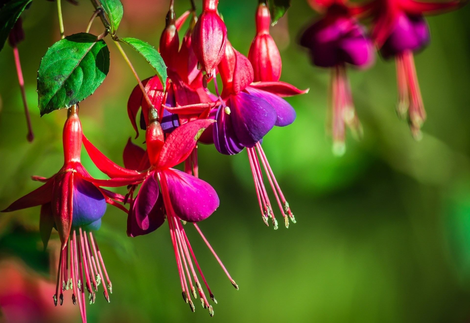 Brinco-de-Princesa Curiosidades e Fatos Interessantes da Flor | Mundo  Ecologia