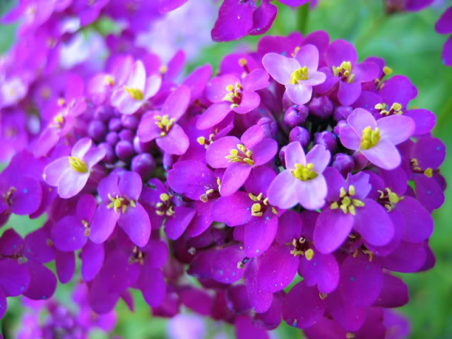Tudo Sobre a Flor Candytuft: Características, Nome Científico e Fotos