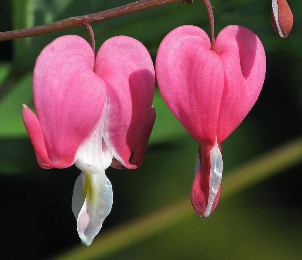 História da Flor Coração-Sangrento e Origem da Planta
