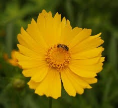 Como Cultivar Flor Coreópsis Margaridinha-Amarela e Tirar Mudas