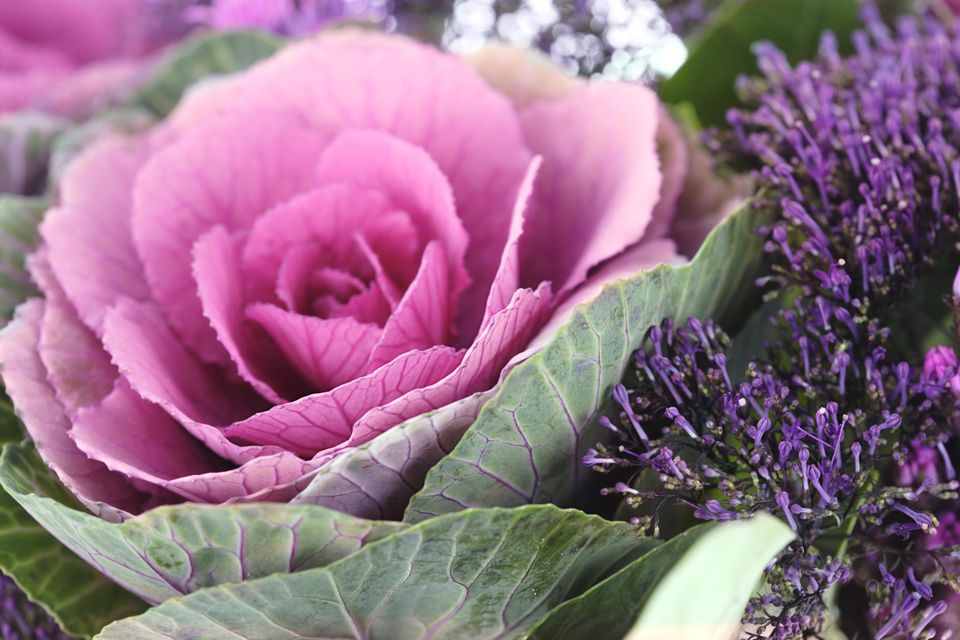 História da Flor Couve Ornamental e Origem da Planta