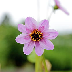 Flor Dalia Dahlia Imperialis