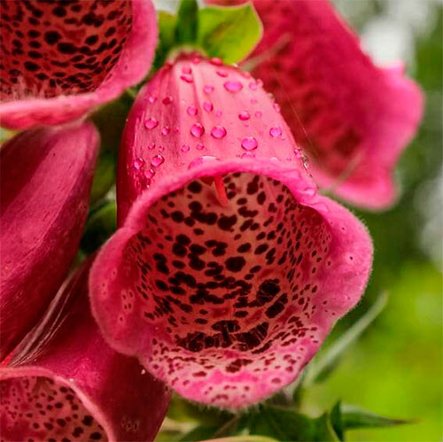 História da Flor Dedaleira, Origem da Planta e Significado