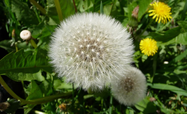 Flor Dente de Leão