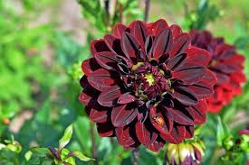 Flor Dália Gigante: Preço, Onde Encontrar, Cultivo, Habitat e Fotos