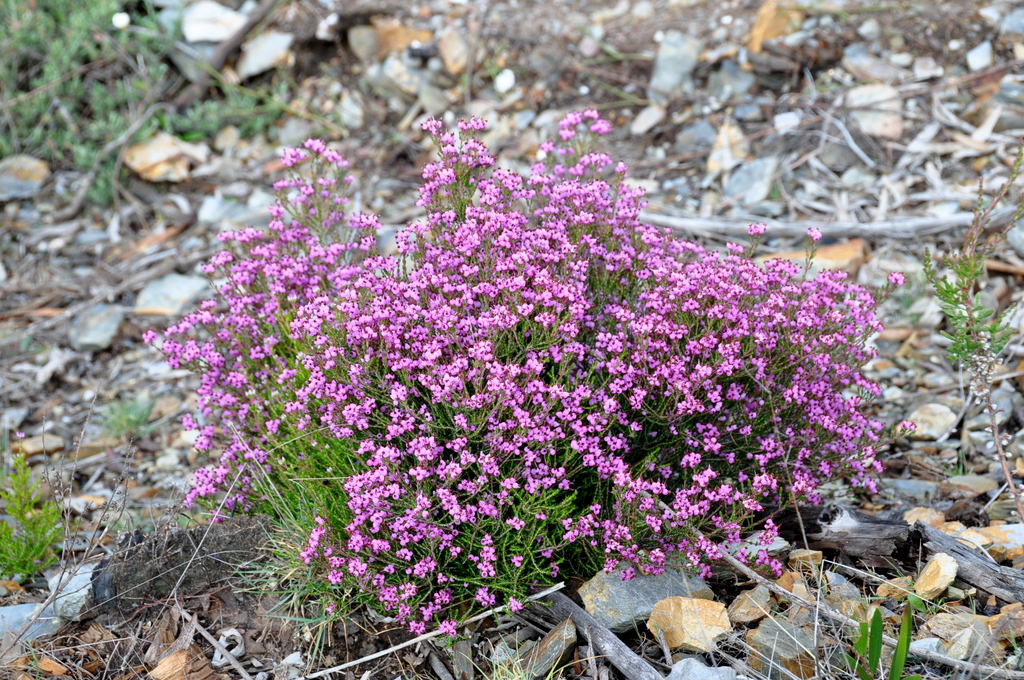 Flor Falsa Érica em Pedras