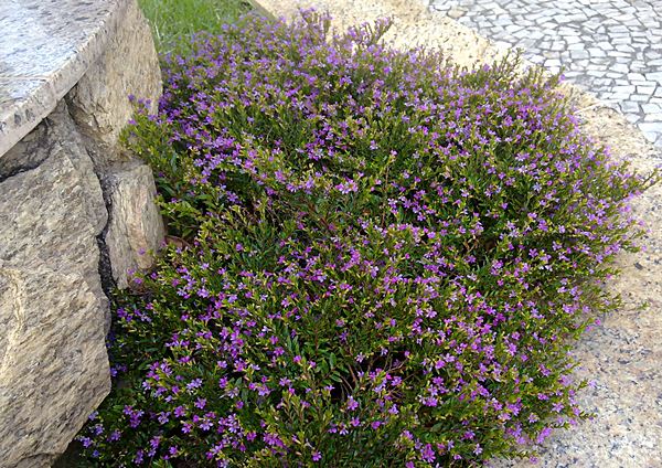 Flor Falsa Érica no Solo