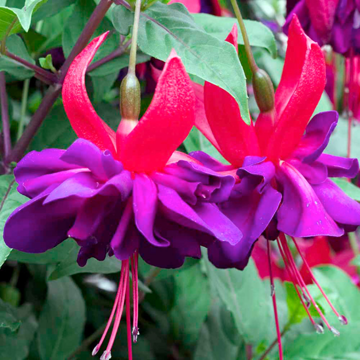 Flor Fucsia