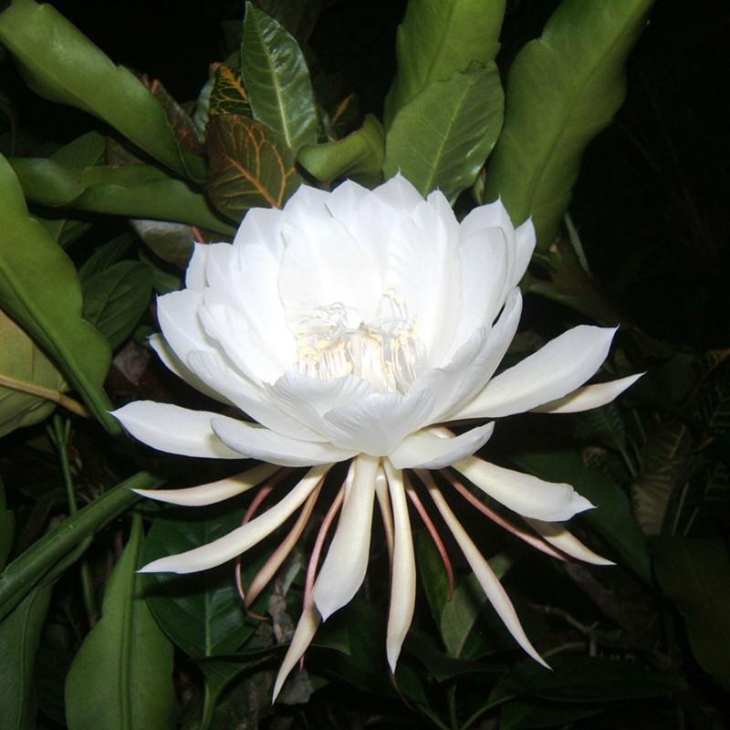 Flor Kadupul