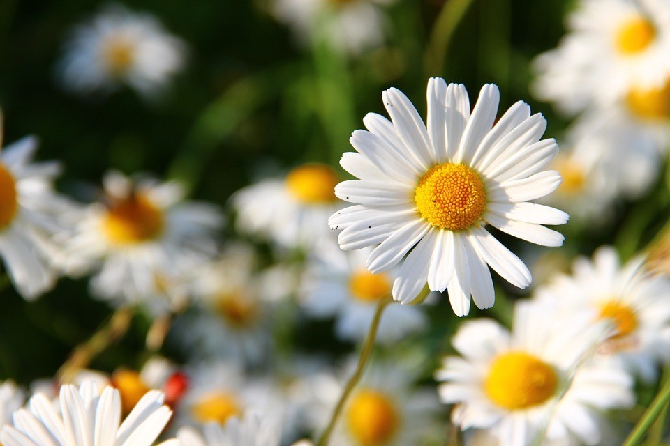 Flor Margarida