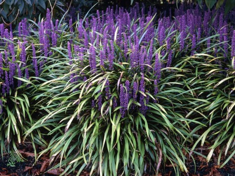 Flor da Barba-de-Serpente 