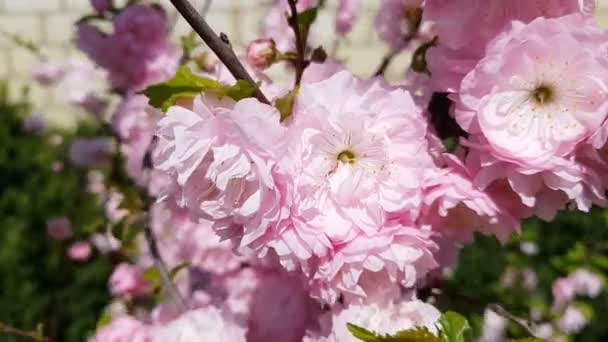 Qual e a Época de Floração da Ameixa? Quando Plantar?