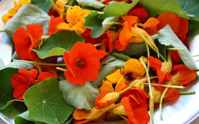 Flor de Chagas Em Cima da Mesa