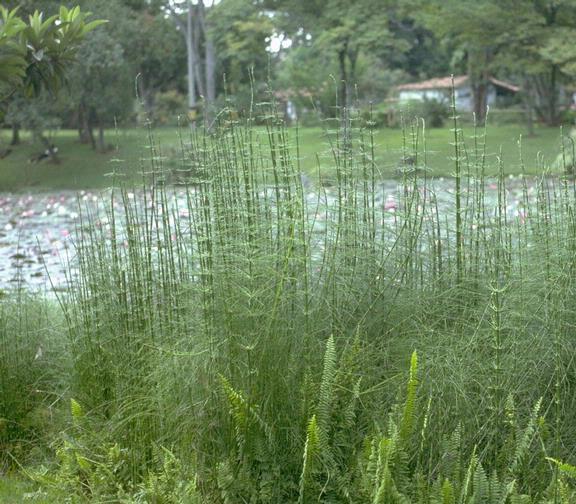 Flor em Lugar Úmido