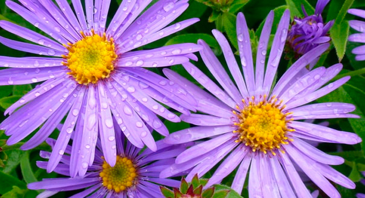 Flor Áster Branca, Roxa, Azul, Rosa e Suas Cores