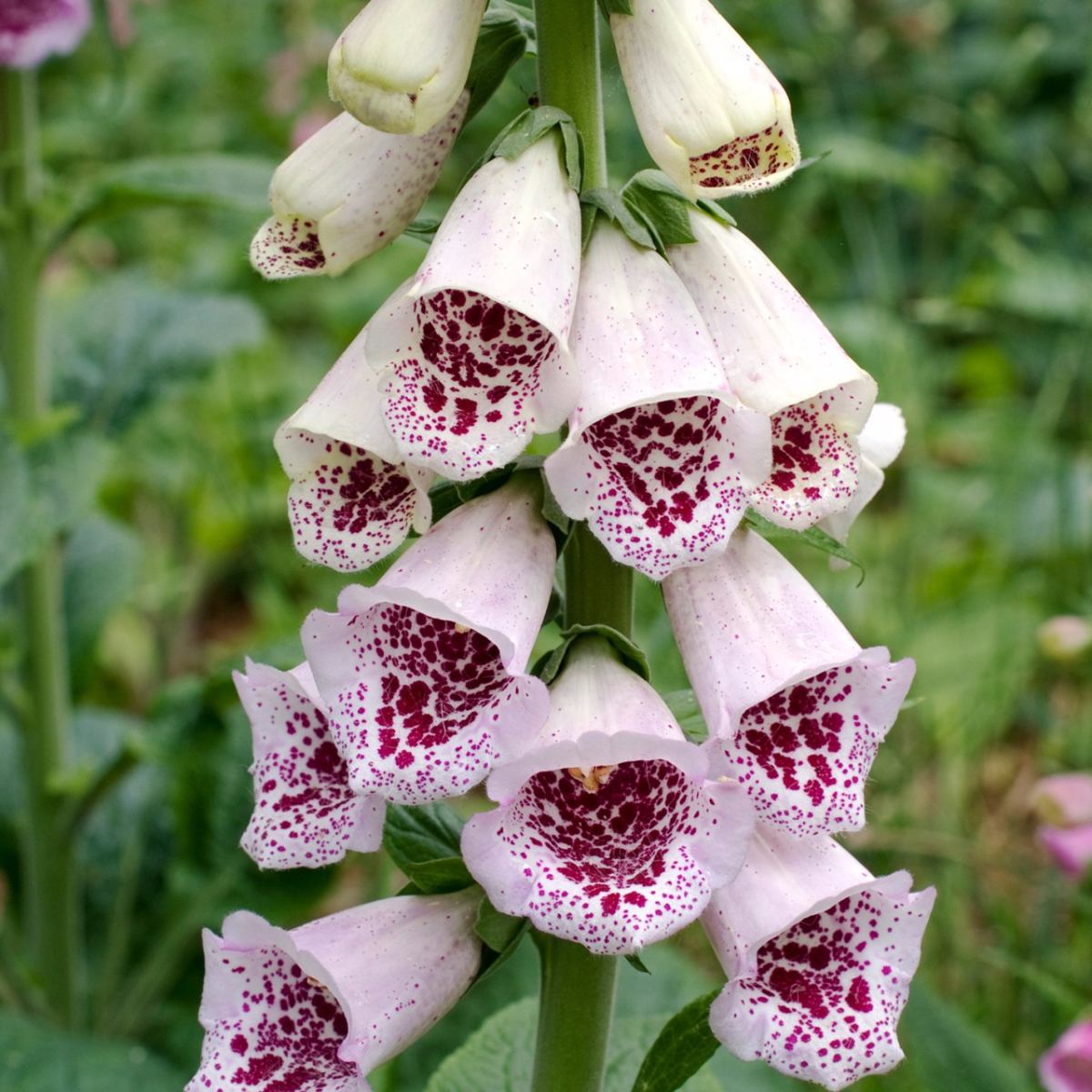 Floração da Dedaleira