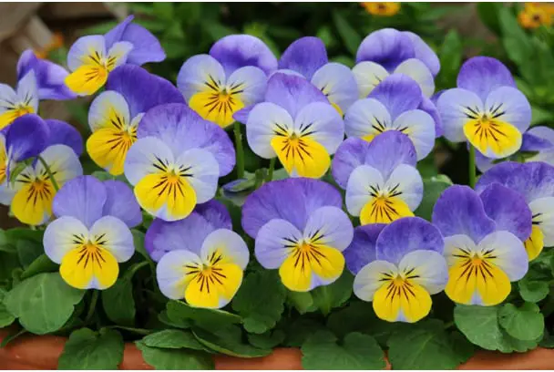 Flores Viola 