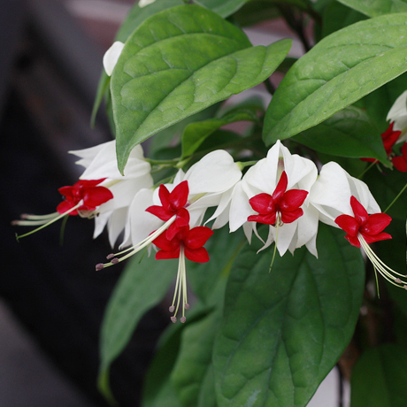 Flores da Lágrimas de Cristo