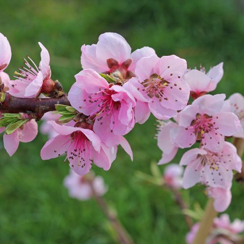 Flores da Prunus Persica