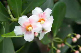 Flores de Clusia
