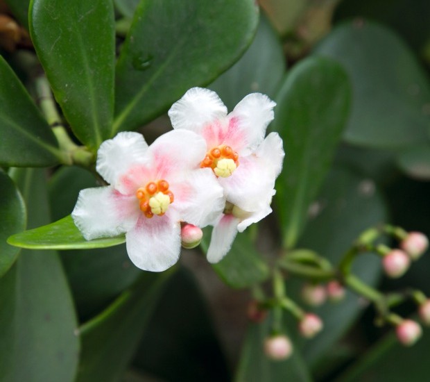 Flores de Clusia