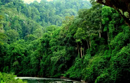 Florestas Tropicais De Bornéu