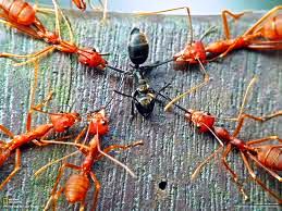 Formigas Escravizam Outras Formigas