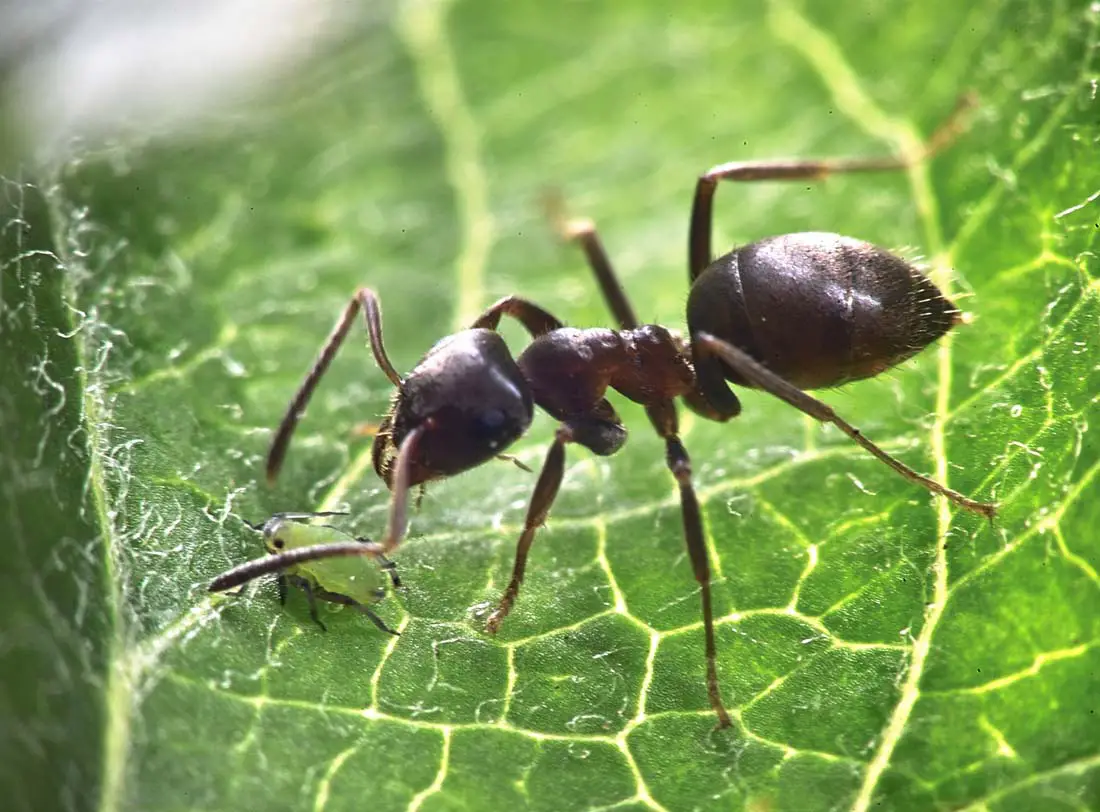 Formigas Macho