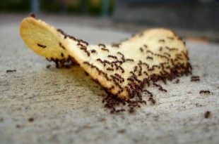 Formigas na Batata