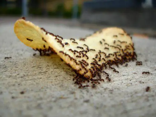 Formigas na Batata 