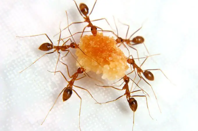 Formigas se Alimentando 