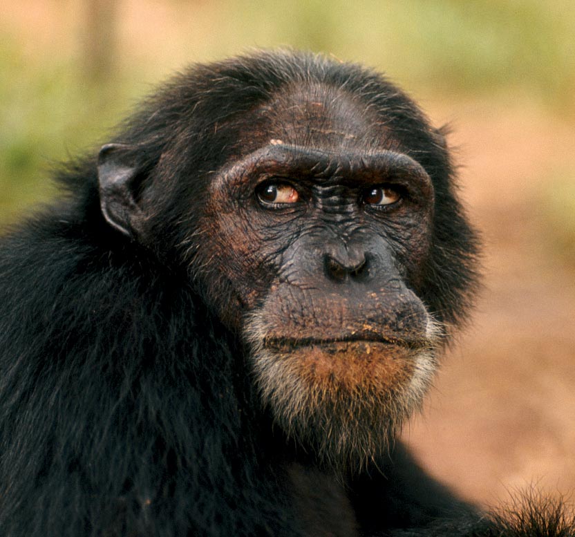 Foto de um Chimpanzé Velho 