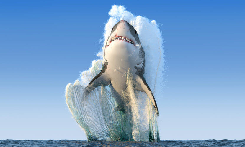 Foto de um Tubarão Saltando de Dentro da Água 