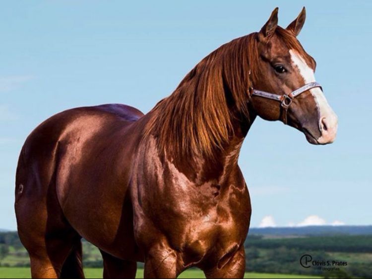 Raça de Cavalo Quarto de Milha Características Fotos e História Mundo Ecologia