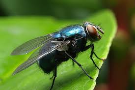 Mosca dos Estábulos: Caracteristicas, Como Evitar, Habitat e Fotos