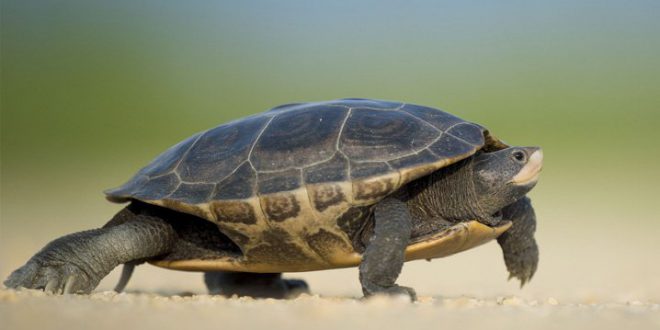 Que Tipo de Animal é a Tartaruga? Réptil, Anfíbio ou Mamífero? | Mundo ...