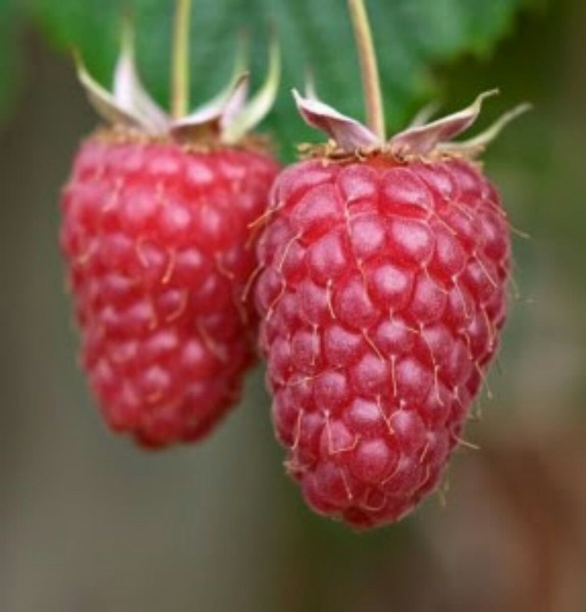 Fruta Framboesa