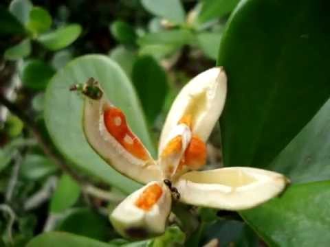 Frutos de Clusia