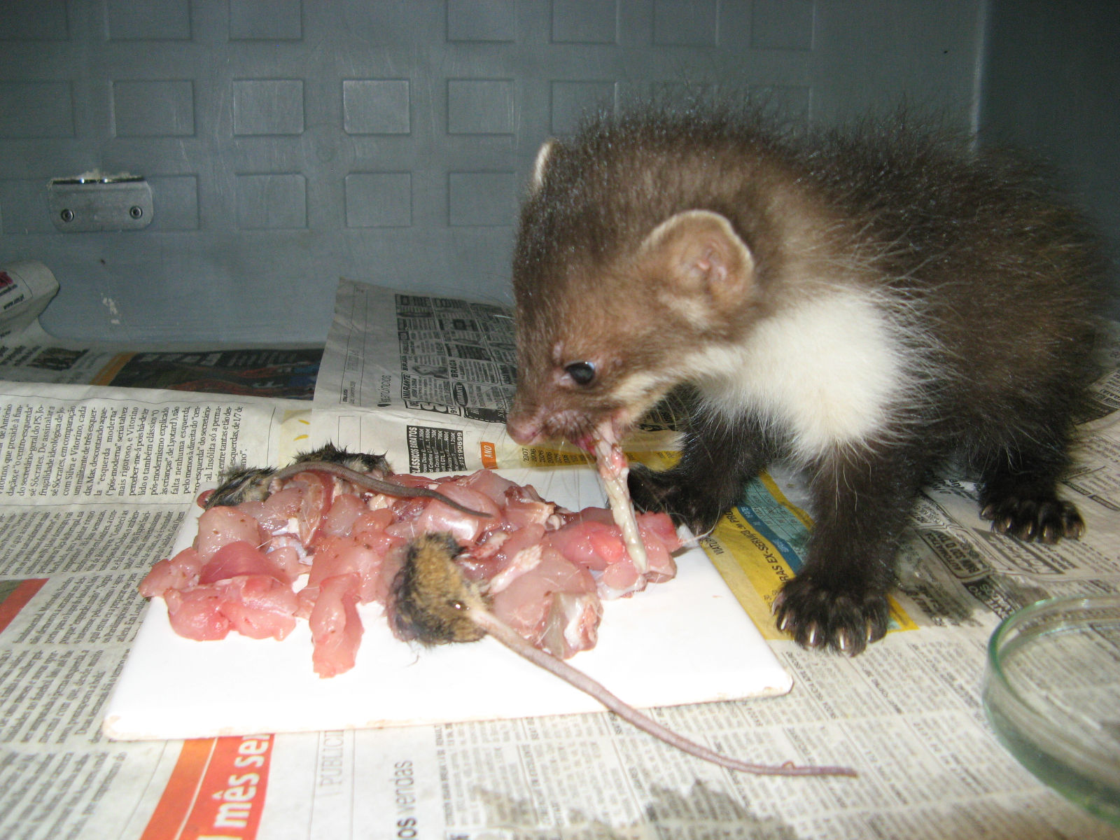 Fuinha se Alimentando 